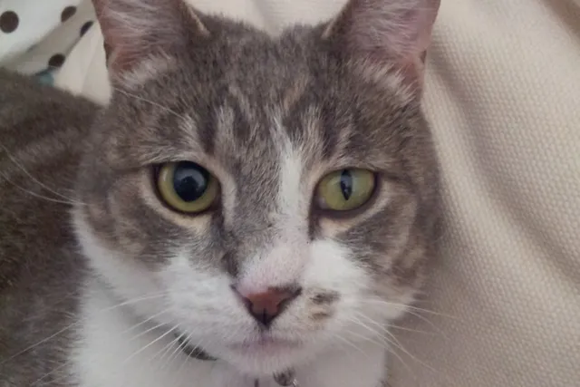 Anisocoria in Cats: Causes & Care Guide (Vet Answer)