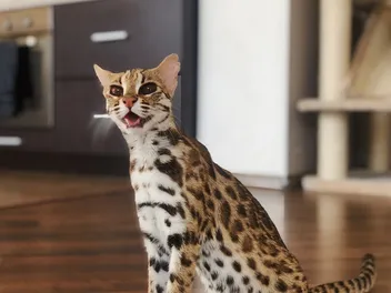 7 Small Exotic Cat Breeds That Are Allowed as Pets: Vet-Verified Info & Pictures