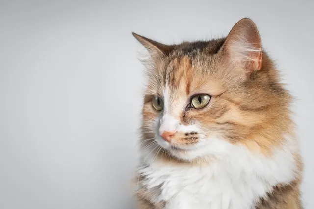 Feline Herpes – Causes, Signs & Care (Vet-Approved Explanation)