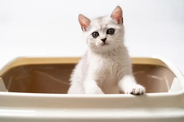 Is My Cat Being Constipated an Emergency? (Vet Answer)