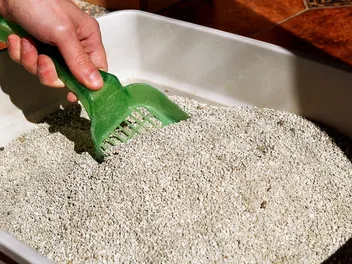 Can You Compost Cat Litter? Vet Approved Facts & Tips