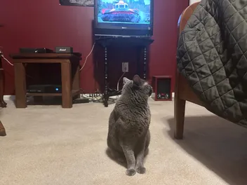How Cats Respond to the Television: Olga’s Occasional Reactions