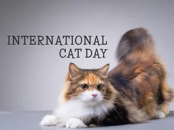 5 Heartfelt Charities & Fundraisers for International Cat Day 2026