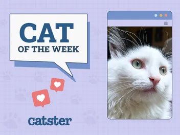 Catster Photo Contest: Cats of the Week Winners (June 5, 2025)