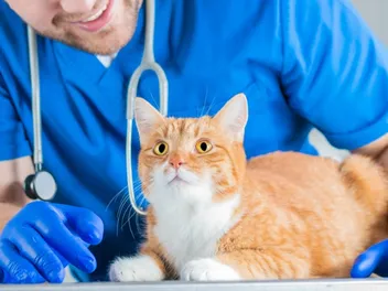 National Holistic Pet Day 2026: What & When It Is