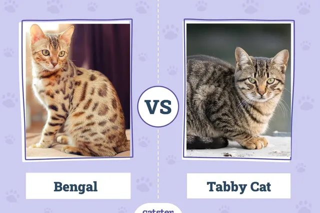 Bengal vs Tabby Cat: Vet-Verified Differences (With Pictures)