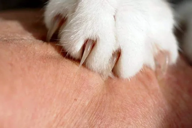 Alternatives to Declawing Your Cat: 8 Humane Options