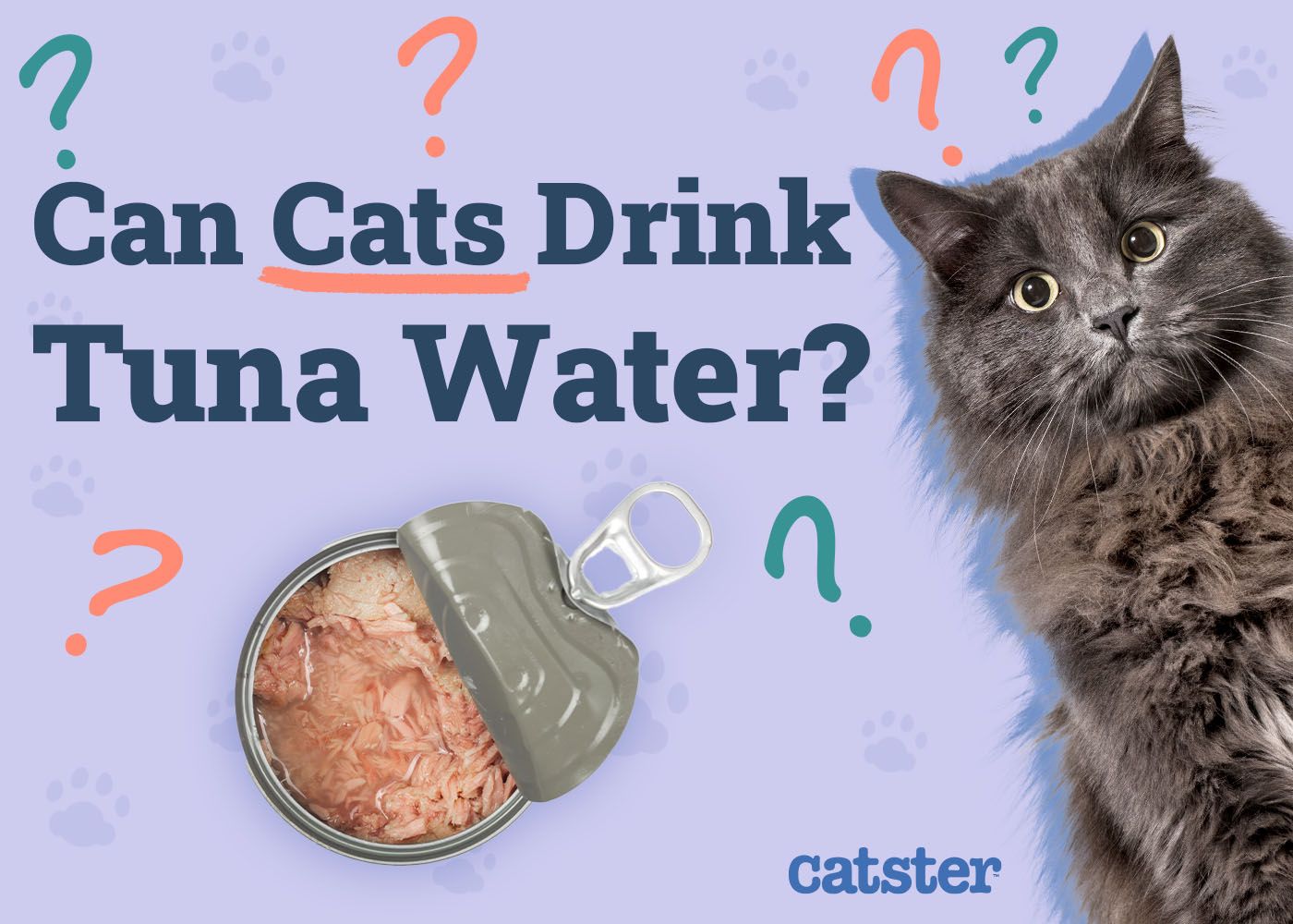 Can Cats Drink Tuna Water