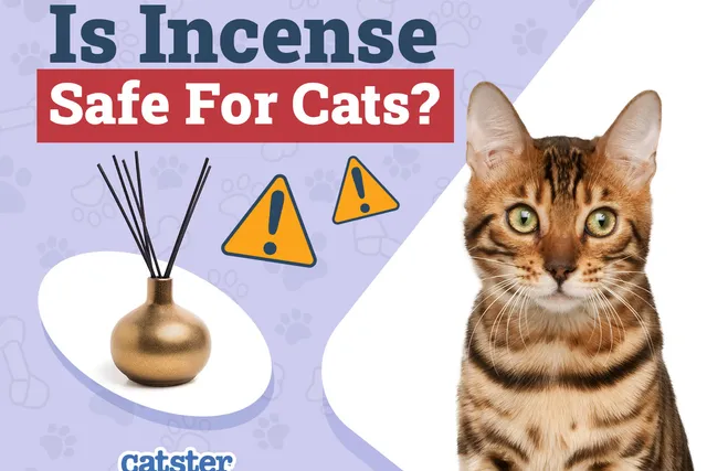 Is Incense Safe for Cats? What You Should Know!