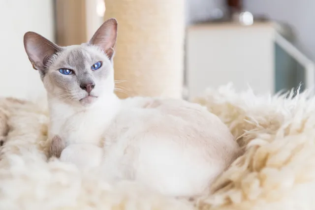 Lilac Point Siamese Cat Breed: Info, Pictures, Temperament & Traits