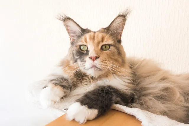 13 Cat Breeds With Ear Tufts (With Info & Pictures)