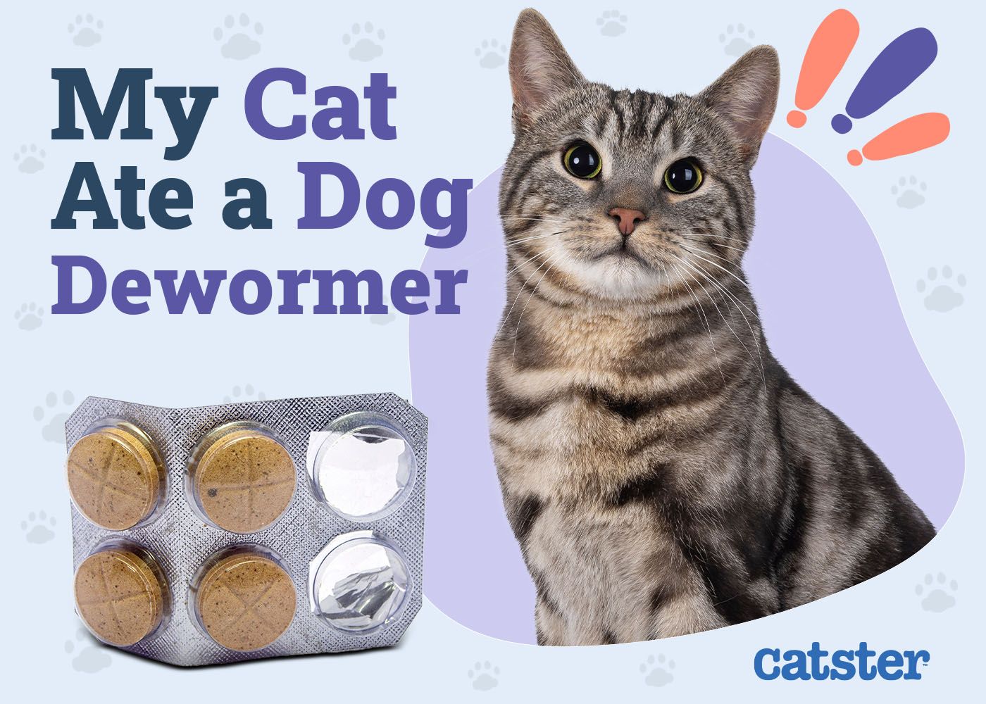 My Cat Ate Dog Dewormer! Here’s What to Do (Vet Answer)