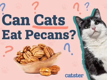 Can Cats Eat Pecans? Vet-Approved Facts & FAQ