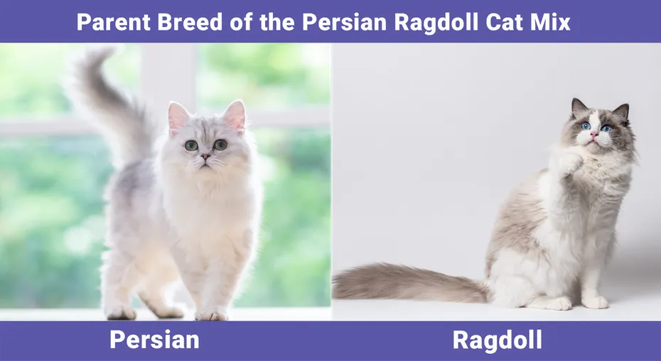 Parent Breed of the Persian Ragdoll Cat Mix