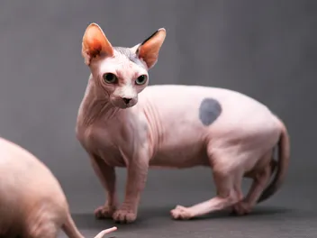 Minskin Cat Breed: Info, Pictures, Facts & Traits