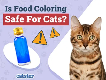 Is Food Coloring Safe for Cats? Vet Approved Facts & FAQ