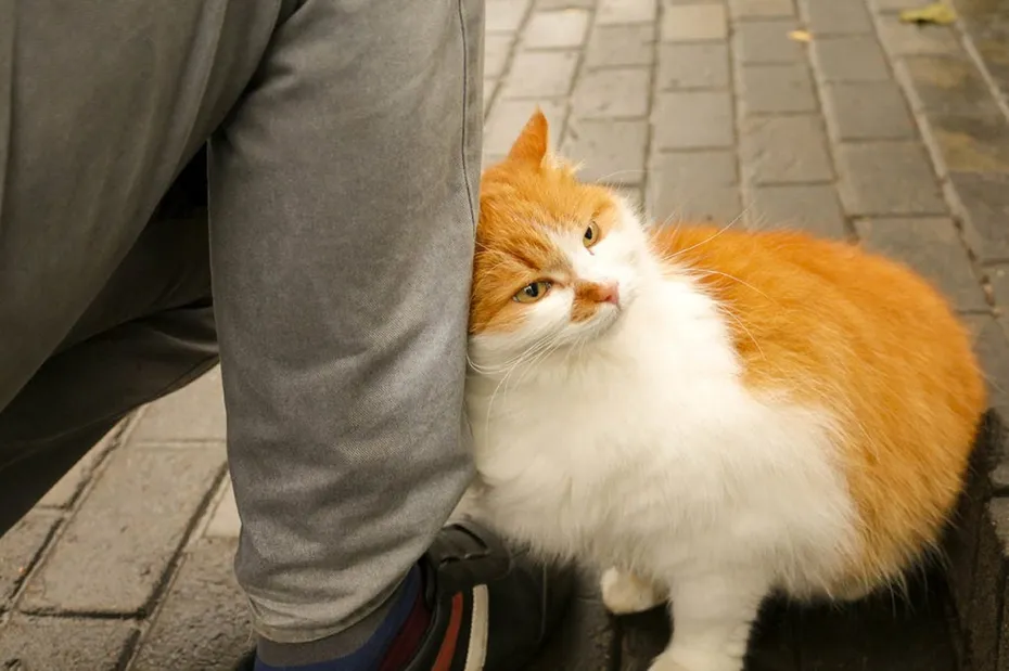 cat-rubbing-face-on-mans-leg