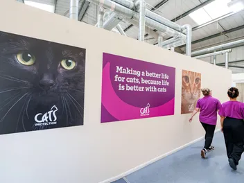 A Century of Helping Cats: Inside the Work of Cats Protection