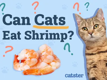 Can Cats Eat Shrimp? Vet-Reviewed Facts & FAQ