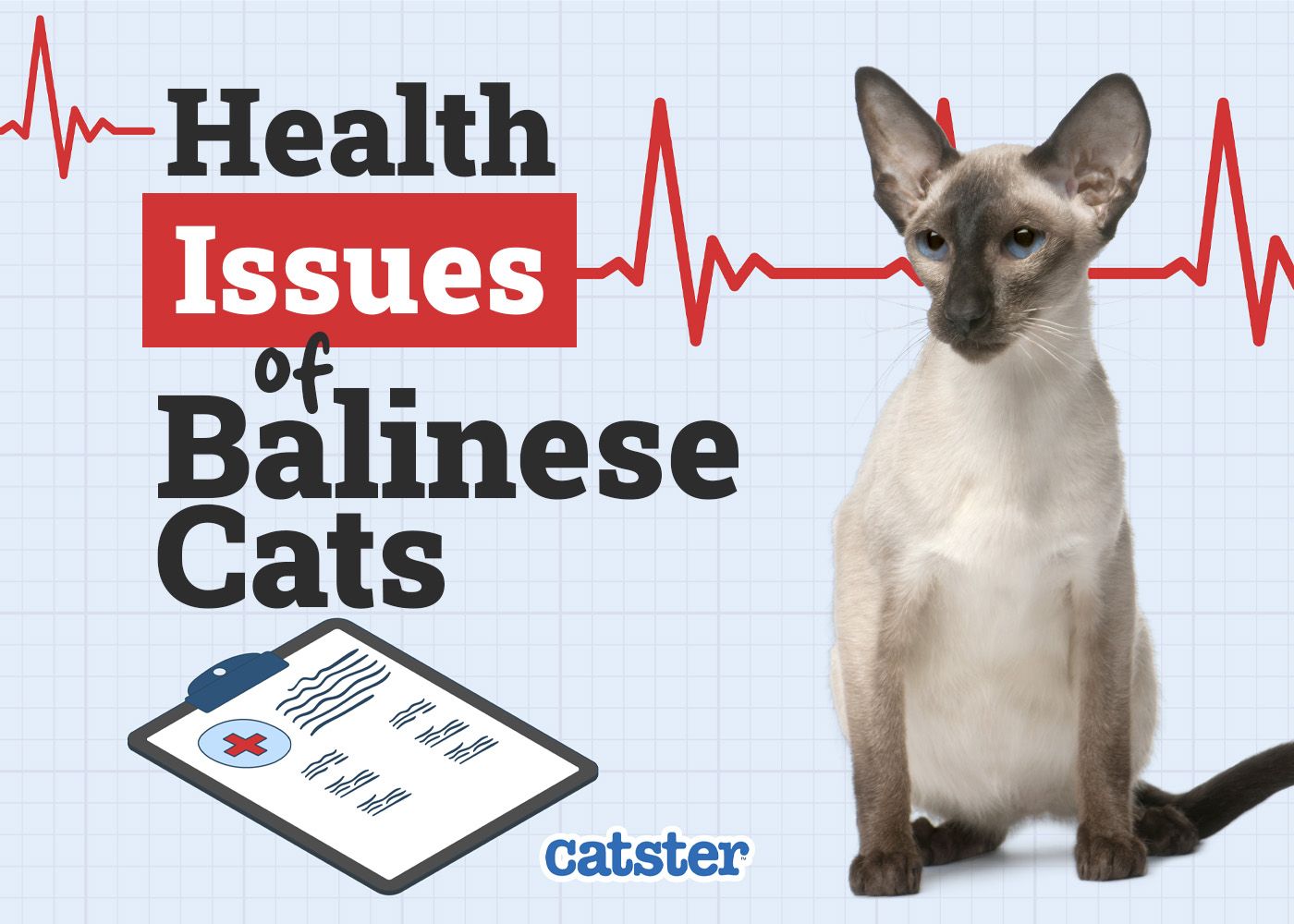 Balinese Cat Health Problems: 16 Vet-Reviewed Health Issues