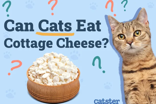 Can Cats Eat Cottage Cheese? Vet-Verified Nutrition Facts