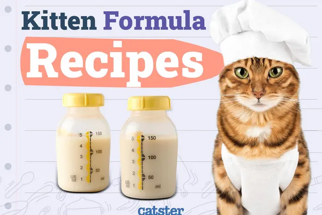 4 Easy Recipes for Homemade Kitten Formula: Our Vet Answers & Provides Tips