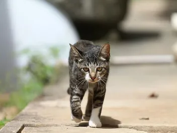 How Do Cats Walk? Our Vet Explains