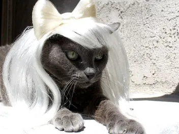 Cushzilla: Interview With the Cat Clothing Experts