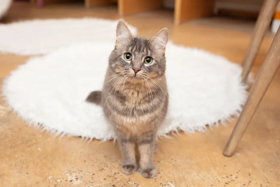KitTea Cat Café_ Inside the Cozy Cat Rescue Changing Lives in San Francisco 1