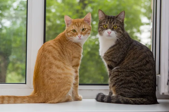 Cat Colors: Vet-Verified Facts Behind Different Coat Types & Patterns