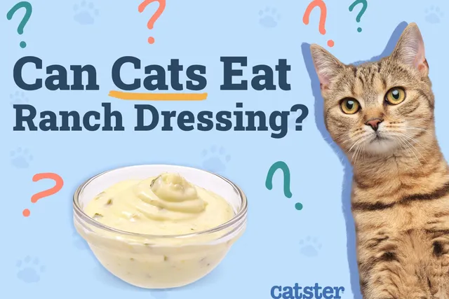 Can Cats Eat Ranch Dressing? Vet-Approved Nutritional Facts & FAQ