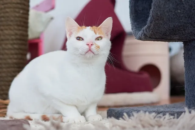 Anatolian Cat: Info, Pictures, Traits & Facts
