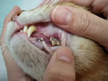 Dental Disease in Cats: Causes, Signs & Treatment Options (Vet Answer)