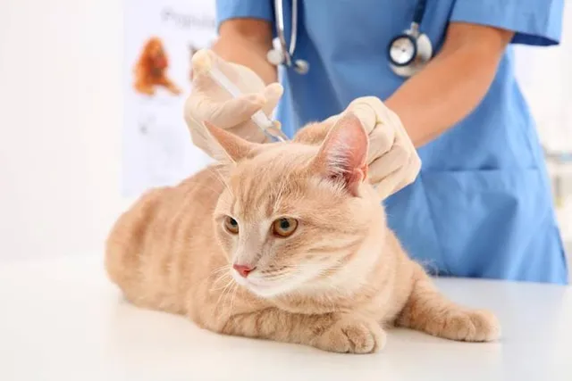 12 Common Cat Vaccine Side Effects And How To Avoid Them (Vet Answer)
