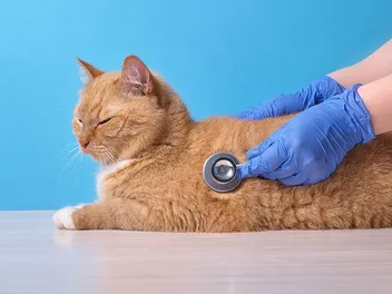 Heart Disease in Cats: Our Vet Explains the Signs, Causes & Treatment
