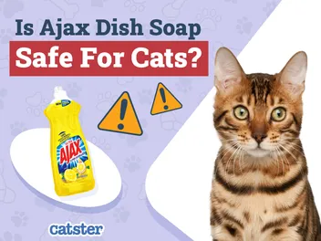 Is Ajax Dish Soap Safe for Cats? Recommendations & Alternatives