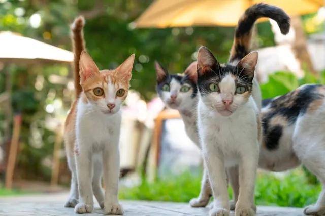 Win–Win: How a Community TNR Project Helped Cats and Vet Students