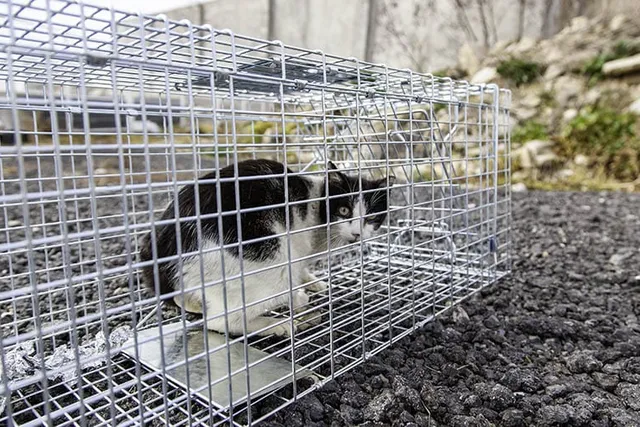 Can I Legally Trap Cats on My Property? Facts & FAQ