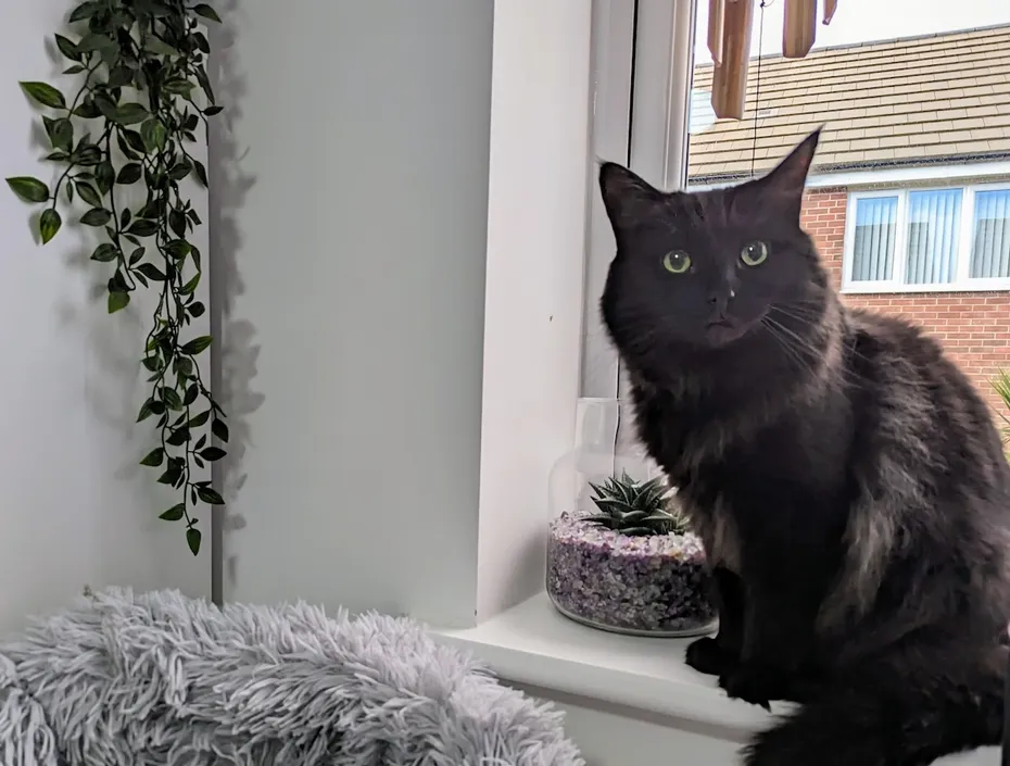 Zelda staying safe indoors
