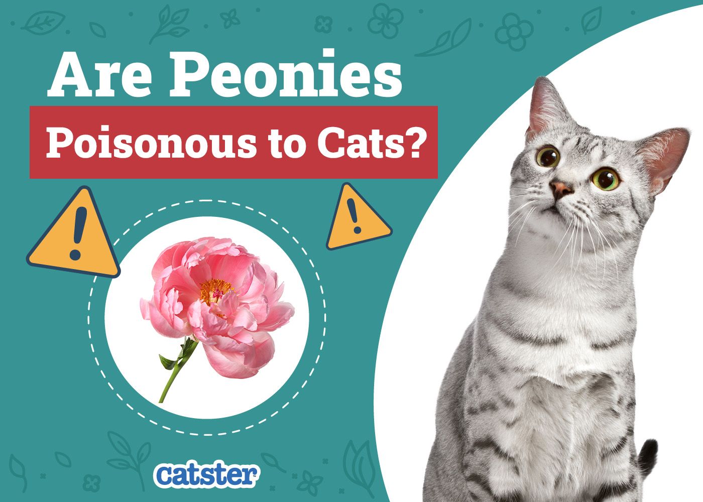 Catster_Are Peonies Poisonous to Cats