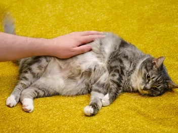 Bloating in Cats: Our Vet Explains Causes, Signs & Care Tips