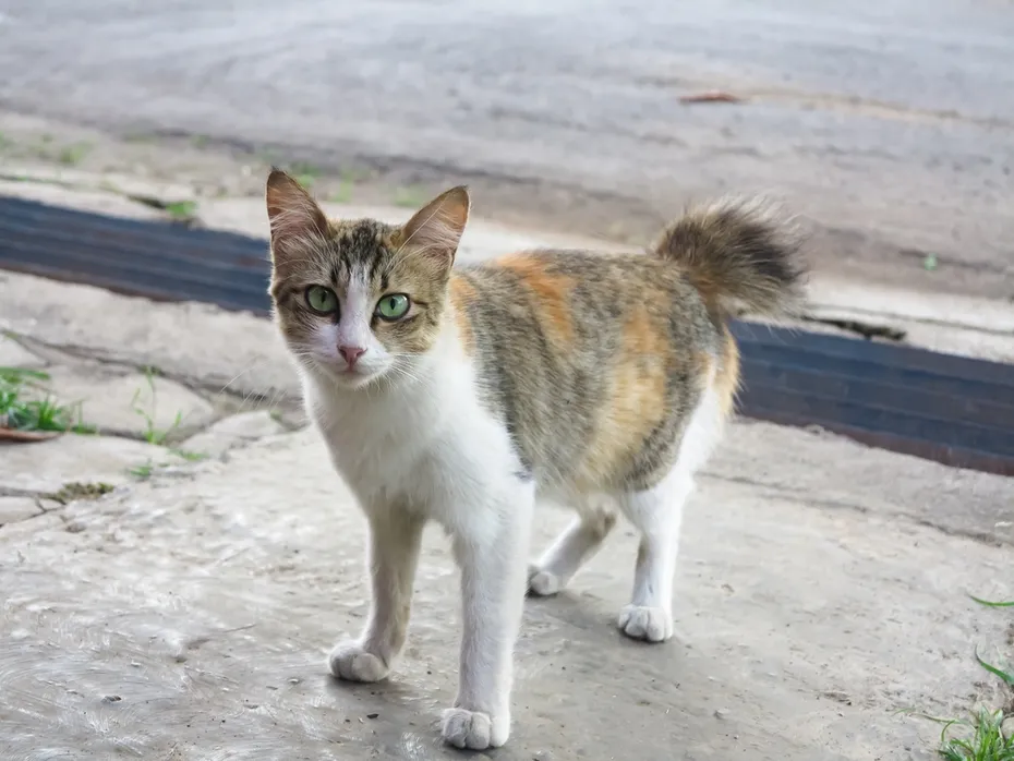 kucing malaysia standing on the street