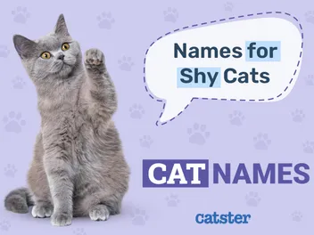 100+ Shy Cat Names: Ideas for Sweet & Timid Cats