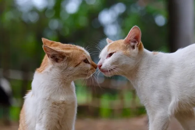How Do Cats Communicate With Each Other? Vet-Verified Facts & Info