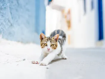 Aegean Cat Breed Info: Pictures, Temperament & Traits
