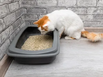 Why Can't My Cat Pee? 6 Possible Reasons (Vet Answer)
