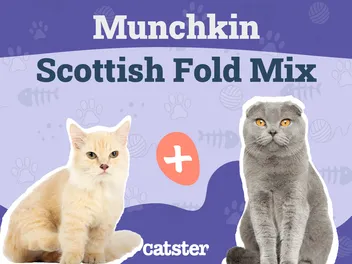 Scottish Fold Munchkin Mix Cat Breed: Info, Pictures, Temperament & Traits