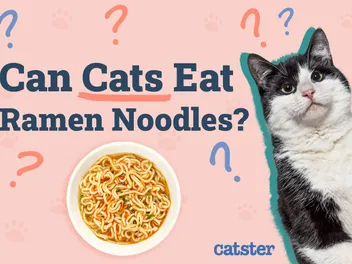 Can Cats Eat Ramen Noodles? Vet-Reviewed Facts & FAQ