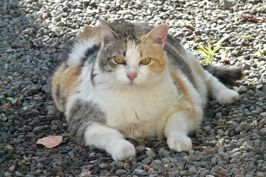 obese cat on the ground