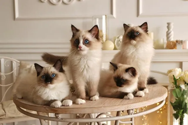 Ragdoll Kittens for Sale in Australia (Sydney, Melbourne, Brisbane, Perth, Adelaide): 2026 Breeders List